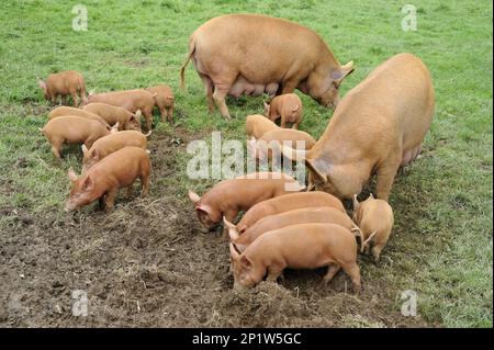 Tamworth cochon, Tamworth cochons, purebred, Tamworth, bétail, animaux, à sabots, animaux, mammifères, ongulés, Domestique, porcs, porc domestique, Tamworth Banque D'Images