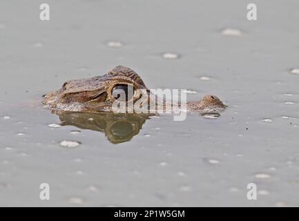 Caiman (Caiman crocodilus) immature, gros plan de la tête, à la surface de l'eau, Darien, Panama Banque D'Images