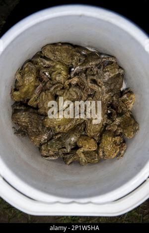 Les adultes de Common Toad (Bufo bufo), sauvés de la route et ramassés dans le seau avant d'être libérés dans le lac par 'Toad Patrol', près d'Osmotherley, Cod Banque D'Images