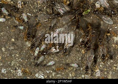 Ant rouge (Myrmica rubra) travailleurs adultes et hommes et femmes ailés, groupe émergeant du nid dans le jardin, Dorset, Angleterre, Royaume-Uni Banque D'Images