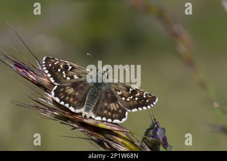 Hespérie Grizzled d'Oberthur (Pyrgus armoricanus) adulte, à l'aube, Aude, Pyrénées françaises, Languedoc-Roussillon, France Banque D'Images