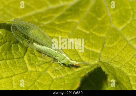 Lacuding vert commun (Chrysoperla carnea) adulte, reposant sur la feuille dans le jardin, Thirsk, North Yorkshire, Angleterre, Royaume-Uni Banque D'Images