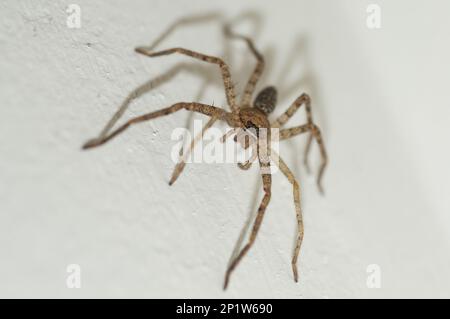 Brown Huntsman Spider (Heteropoda venatoria) juvénile, Klunkung, Bali, Iles du petit Sunda, Indonésie Banque D'Images