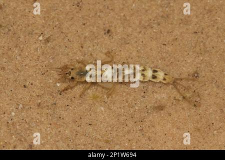 Grand Burrower Mayfly (Ephemera danica) larve, en eau peu profonde, Norfolk, Angleterre, Royaume-Uni Banque D'Images