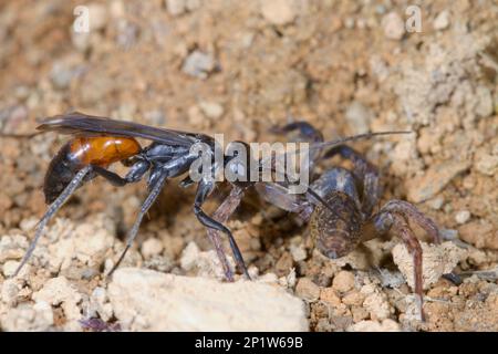 Guêpe de chasse à l'araignée (Priocnemis schioedtei) femelle adulte, avec une proie d'araignée paralysée, Powys, pays de Galles, Royaume-Uni Banque D'Images