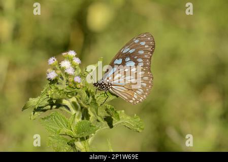 Tigre bleu africain (Tirumala petiverana) adulte, reposant sur la feuille, montagnes Mathews, Kenya Banque D'Images