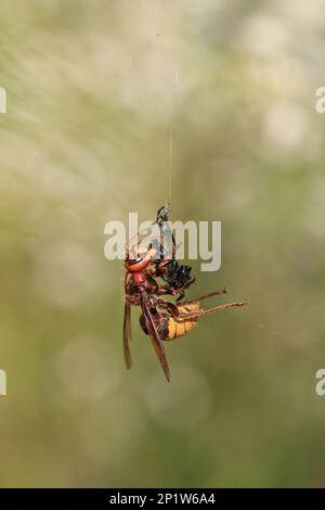 Hornet européen (Vespa crabro) adulte, se nourrissant d'un insecte pris dans une toile d'araignée, Transylvanie, Roumanie Banque D'Images