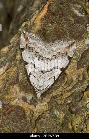 Anaitis plagiata, Grand Saint John's Wort Moth, Great St. Millepertuis, insectes, papillons, animaux, Autres animaux, Treble-bar (Aplocera Banque D'Images