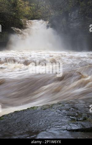 Cascade et rivière inondées en plein débit, Kettle Falls, Walden Beck, River Ure, West Burton, Wensleydale, Yorkshire Dales N.P., Yorkshire du Nord Banque D'Images