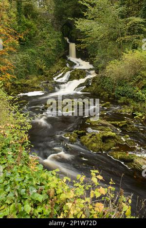 Vue sur la cascade et les cascades dans la rivière qui coule à travers les bois feuillus, Clapham Beck, Clapham, Yorkshire Dales N.P., North Yorkshire, Angleterre Banque D'Images