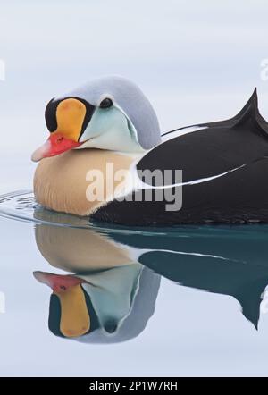 King Eider adulte mâle, plumage reproducteur, natation en mer, Norvège du Nord, février, Eider canards, oies, oiseaux, King Eider adulte mâle, reproduction Banque D'Images