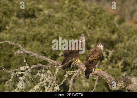 Aigle de Bonelli (Aquila fasciata), femelle et mâle adulte de la deuxième année de vie, assis sur une branche, Castille et Leon, Espagne Banque D'Images