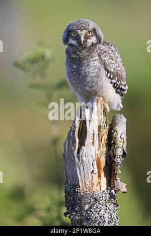 Chouette de la buse du Nord (Surnia ulula), hiboux, animaux, oiseaux, poussette de la chouette de la buse du Nord, perchée sur une souche, Finlande Banque D'Images