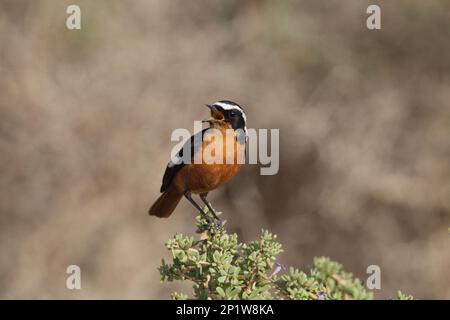 Moussier's Redstart (Phoenicurus moussieri) adulte mâle, chantant, perché sur succulent, près d'Agadir, Maroc Banque D'Images