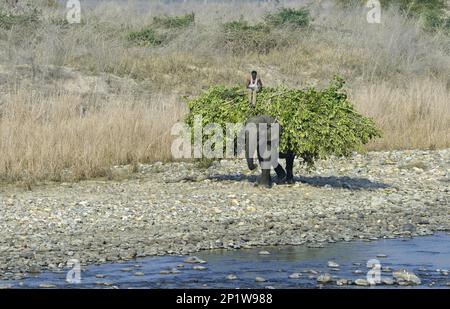 Éléphant d'Asie indien (Elephas maximus indicus) adulte domestiqué, réalisant des mahouses et du fourrage, errant sur la rive, la rivière Ramganga, Jim Corbett Banque D'Images