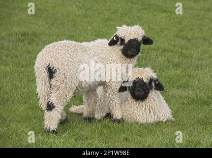 Mouton à blacknose du Valais, race, animaux domestiques, ongulés, animaux de ferme, À sabots, mammifères, animaux, moutons domestiques, moutons domestiques Banque D'Images