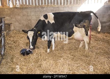 Vache domestique, vache laitière avec veau de génisse, encore humide, reposant sur la litière de paille dans la grange, Shropshire, Angleterre, Royaume-Uni Banque D'Images