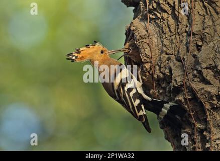 Hoopoe eurasien (Upupa epops saturata) adulte, nourrissant la poussette au nésthole dans le tronc d'arbre, Beidaihe, Hebei, Chine Banque D'Images