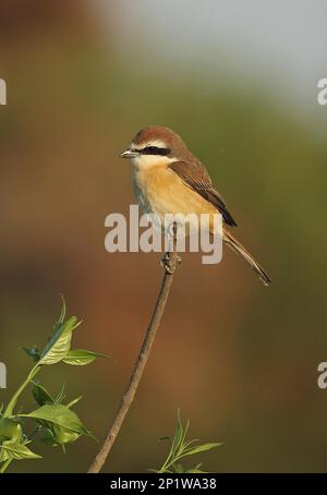 Merlu brun (Lanius cristatus superciliosus) adulte mâle, perchée sur la branche, Hebei, Chine Banque D'Images