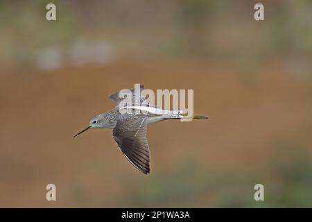 Marais Sandpiper (Tringa stagnatilis) en vol, Ranthambore, Inde Banque D'Images