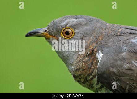 Cuckoo (Cuculus canorus canorus) gros plan de la tête femelle adulte, Eccles-on-Sea, Norfolk, Royaume-Uni Mai Banque D'Images