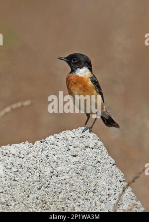 Stejneger's Stonechat, oiseaux chanteurs, animaux, oiseaux, Stejneger's Stonechat mâle adulte debout sur le mur Saxicola stejnegeri, Beidaihe, Hebei, Chine Mai Banque D'Images