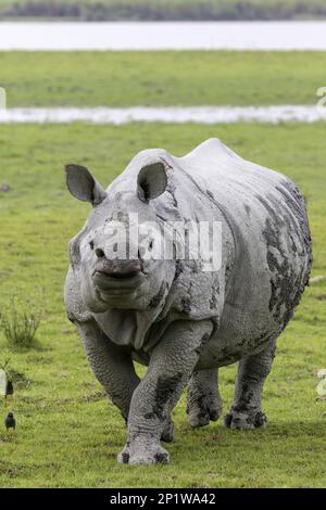 Rhinocéros indiens (Rhinoceros unicornis), alerte permanente pour adultes et mynas Jungle (Acridotheres fuscus), Parc national de Kaziranga, Assam, Inde Banque D'Images