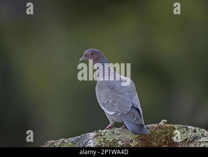 Picazuro Pigeon (Patagioenas picazuro) perché sur la branche, Brésil Banque D'Images