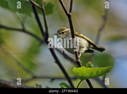 Hume's Leaf-warbler (Phylloscopus humei mandellii) adulte, perchée sur la branche, Old Peak, Hebei, Chine Banque D'Images