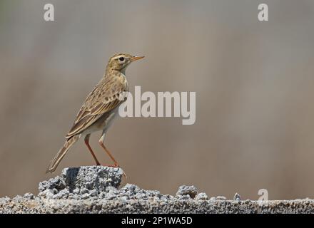 Richard pipit (Anthus richardi), adulte debout sur wallBeidaihe, Hebei, Chine Mai 2016 Banque D'Images