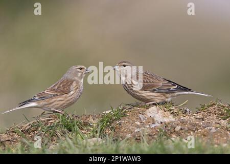 Acanthis cannabina, Chloris cannabina, linnet, linnet linnets (Carduelis cannabina), oiseaux chanteurs, animaux, oiseaux, finches, paire adulte linnet, plu hiver Banque D'Images