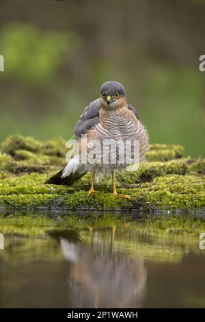 Sparrowhawk (Accipiter nisus) adulte mâle, debout au bord de l'eau, Debrecen, Hongrie Banque D'Images