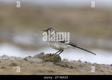 Pied Wagtail (Motacilla alba yarrellii) juvénile, debout sur la boue, Suffolk, Angleterre, Royaume-Uni Banque D'Images