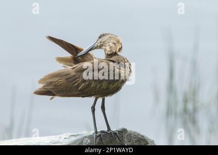 Un hamerkop adulte (Scopus umbretta) se prêtant sur un rocher près de l'eau, Masai Mara, Kenya novembre Banque D'Images