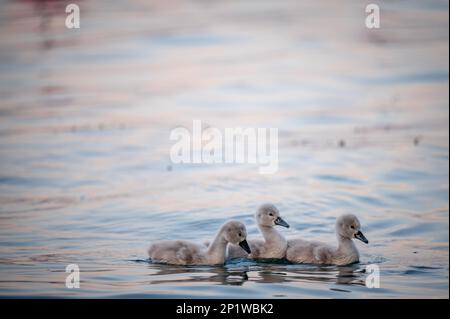 Bébés de cygne dans l'eau. Trois cygnes gris Little Mute nageant dans le lac Léman. Cygnus color au printemps. Banque D'Images