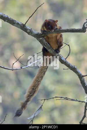 Écureuil volant géant rouge (Pétaurista peaurista), écureuil volant géant rouge, Taguans, rongeurs, mammifères, animaux, Red Giant Flying Squirrel adulte Banque D'Images