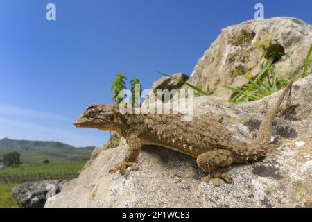 Gecko (Tarentola mauritanica) adulte, sur les rochers dans l'habitat, Sicile, Italie Banque D'Images