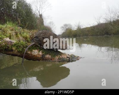 Le campagnol d'eau (Arvicola amphibius), mammifère unique par l'eau, Warwickshire, décembre 2015 Banque D'Images