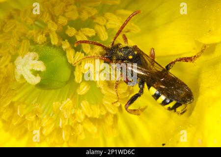 Femelle adulte d'une abeille nomade de marsham (Nomada marshamella) se nourrissant d'une fleur du pavot gallois (Meconopsis cambrica) . Pavot, pays de Galles, United Banque D'Images