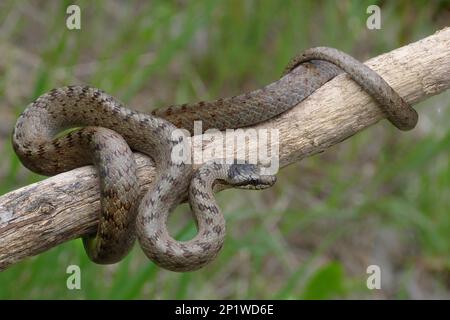 Serpent doux du sud (Coronella austriaca) adulte enroulé autour du bâton, Cannobina Valley Piémont, Alpes italiennes Banque D'Images