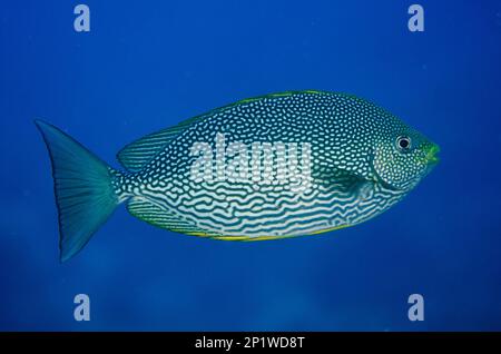 Spinefoot à stries (Sigus javus), Rabbitfish à rayures argentées, autres animaux, poisson, Perch-like, Animaux, Rabbitfish Java, site de plongée Shadow Reef Banque D'Images