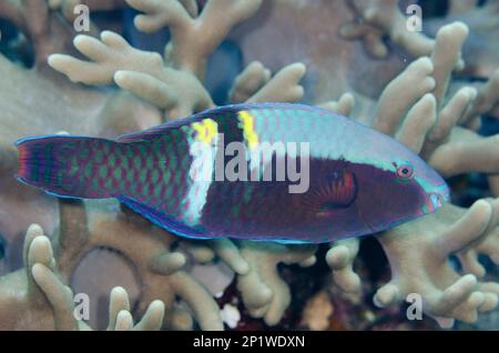 Parrotfish (Scaracidae), parrotfish, parrotfish, allowbar parrotfish (Scarus schlegeli), autres animaux, poissons, animaux, parrotfish Yellowbar Banque D'Images