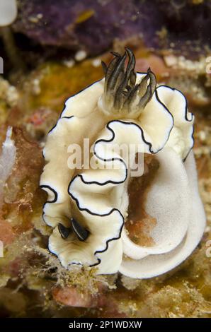 Marge foncée (glossodoris), Doris atrophmarginata, Goniodoris atrophmarginata, autres animaux, escargots marins, Escargots, animaux, mollusques, à marge noire Banque D'Images