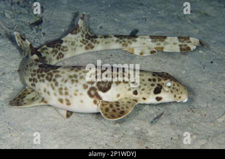 Requin-carpette indonésien (Hemiscyllium freycineti), plongée de nuit, site de plongée Arborek Jetty, île Arborek, détroit de Dampier, Raja Banque D'Images