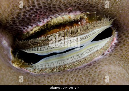 Pétoncle irisé (Pedum spondyloideum), palourdes de corail, Pectiniidae, autres animaux, coquillages, Animaux, mollusques, pétoncle d'ascendance, enlisés dans le corail Banque D'Images