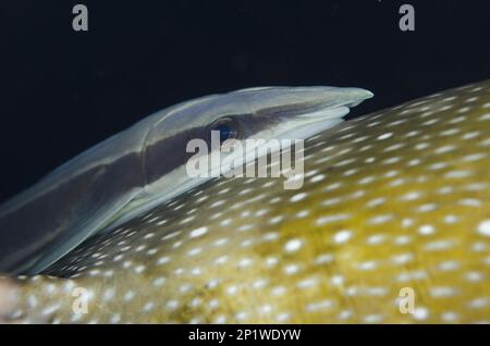 Sharksucker vivant mince (Echeneis naucrates), sur le puffer à pois bleus (Arothron caeruleopunctatus), site de plongée de la maison de Seraya, Seraya, Bali, Indonésie Banque D'Images