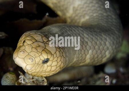 Serpent de mer d'olive (Aipysurus laevis), serpent de mer d'olive d'olive, autres animaux, venimeux, serpents toxiques, reptiles, Serpents, animaux, serpent de mer d'olive Banque D'Images