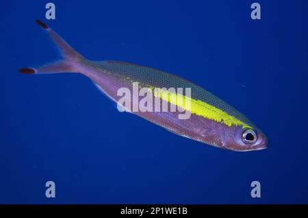 Fusilier à large bande (Pterocaesio lativittata), autres animaux, poissons, animaux, Caesionidae, Large bande Fusilier, site de plongée Dai North, Forgotten Banque D'Images