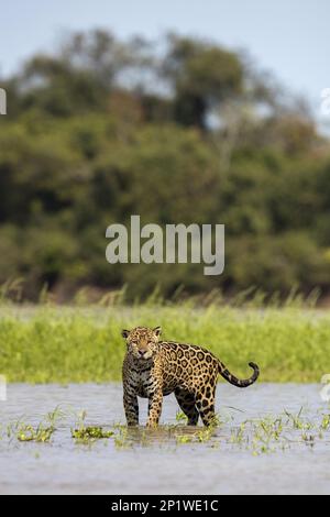 Parana jaguar, jaguar sud-américaine (Panthera onca palustris), espèces menacées, grands chats, prédateurs, mammifères, animaux, jaguar adulte, debout Banque D'Images