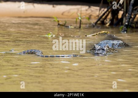 Le yacare paraguayen caiman (Caiman yacare) adulte tue la proie de l'anaconda jaune (Eunectes notaeus), Three Brothers River, Mato Grosso, Brésil Banque D'Images